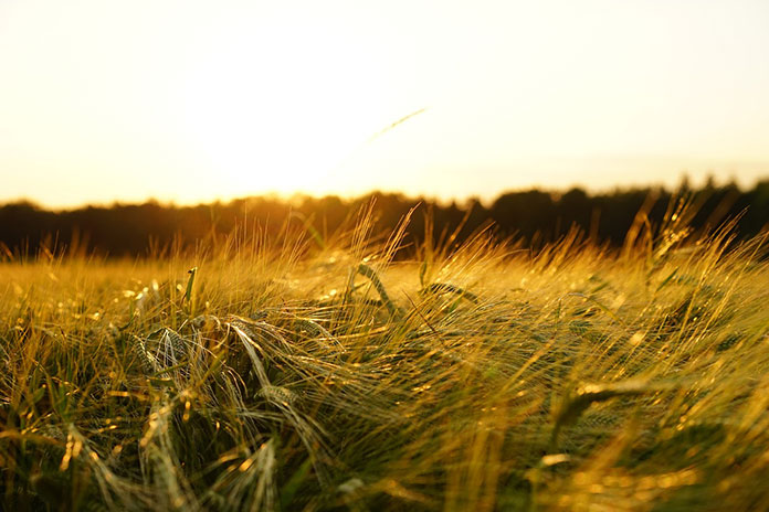 zrujnowaniu upraw przez śnieć cuchnącą