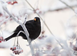 Czy czarna jagoda powoduje zaparcia?