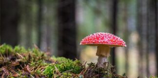 Jaki grzyb po przekrojeniu robi się czerwony?