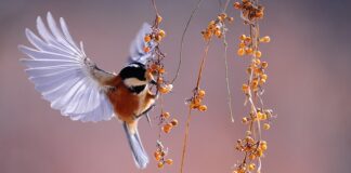 Czy jagody oczyszczają organizm?