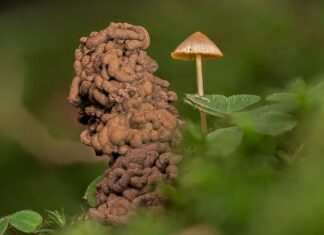 Jak pozbyć się robaków z kwiatów doniczkowych? Jak pozbyć się robaków z kwiatów doniczkowych?